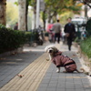 迷子かと思えば
