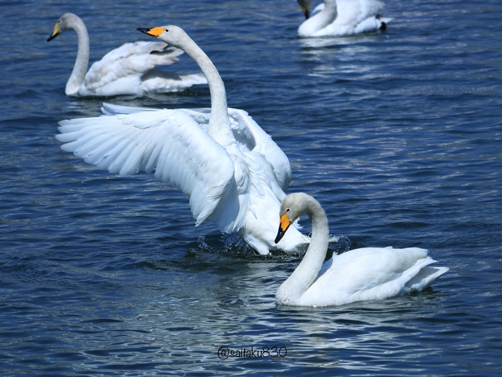 白鳥の舞