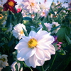 花①