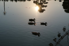 葛西臨海公園 2/5