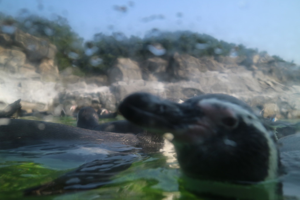 葛西臨海公園 4/5