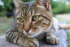 大阪城のねこちゃん