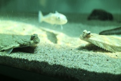 葛西臨海公園 5/5