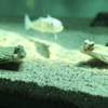 葛西臨海公園 5/5