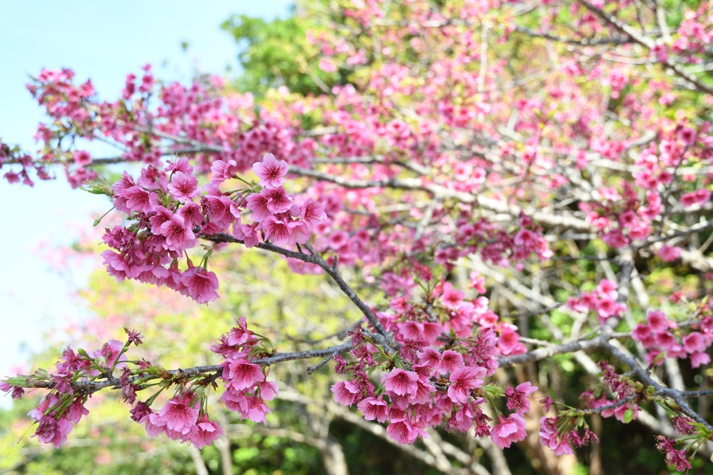 さくら過ぎました