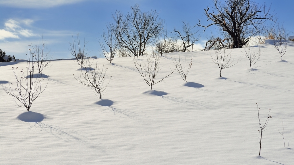 雪景色