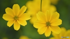 笑顔になる黄色い花