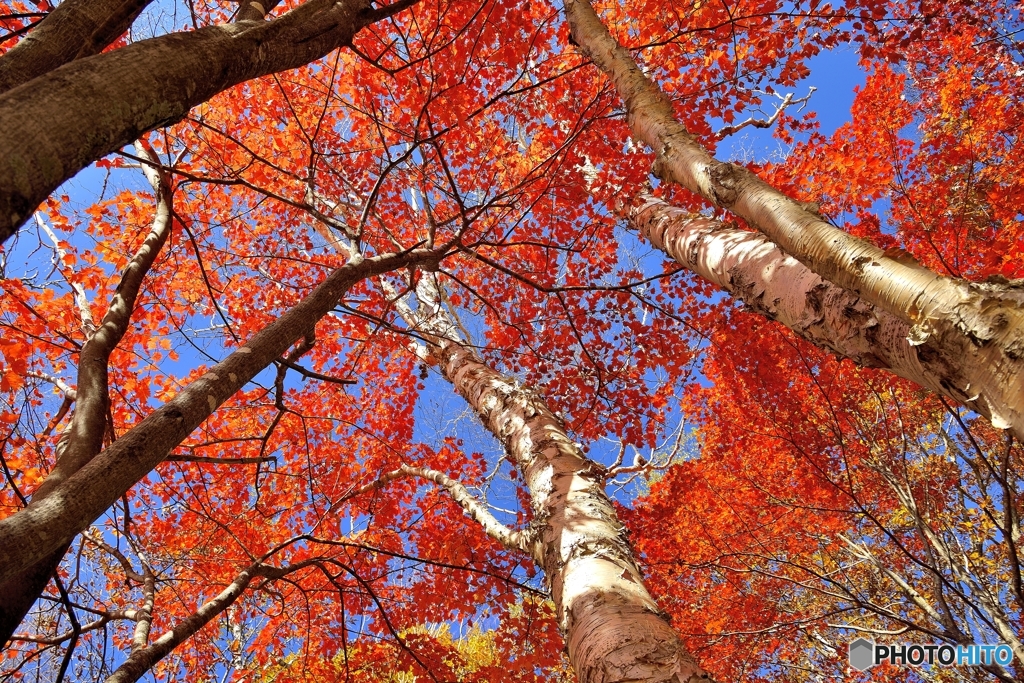 紅葉が待ち遠しい