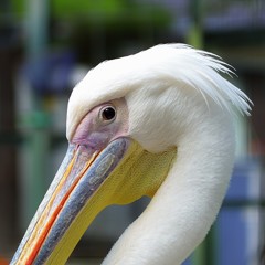 ペリカン