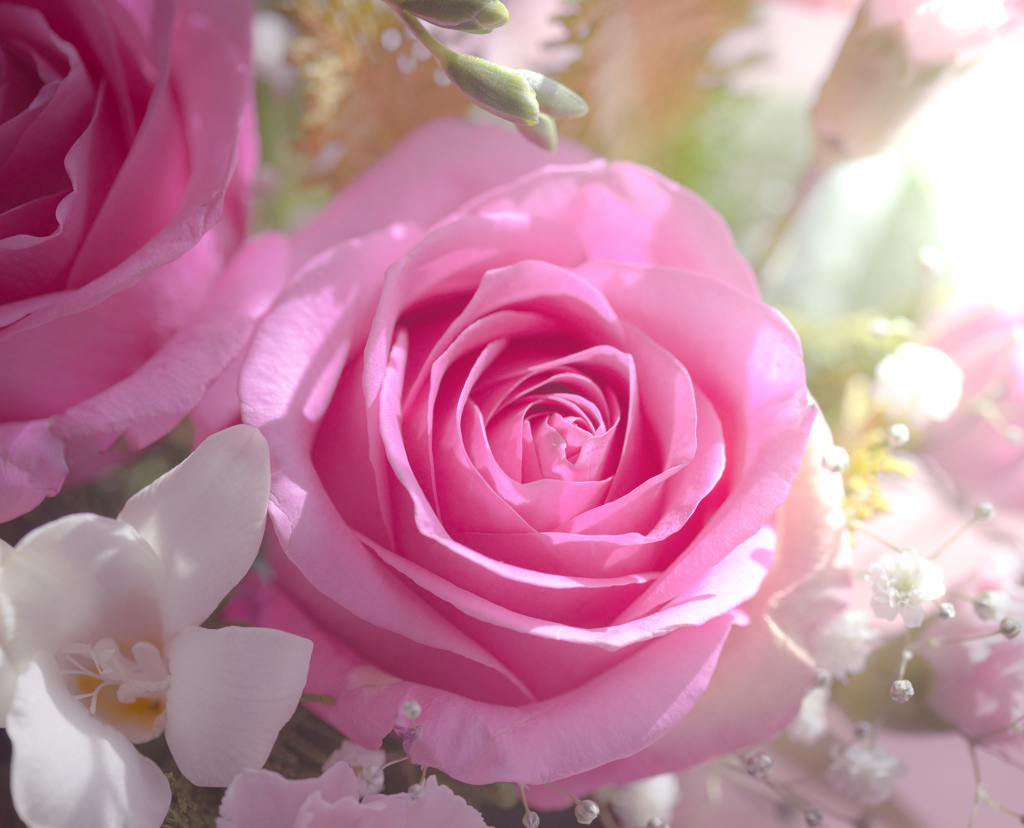 窓際の薔薇
