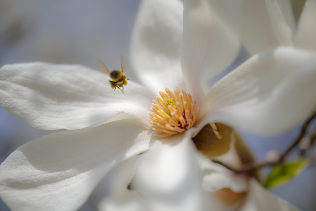 コブシの花