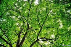 夏色