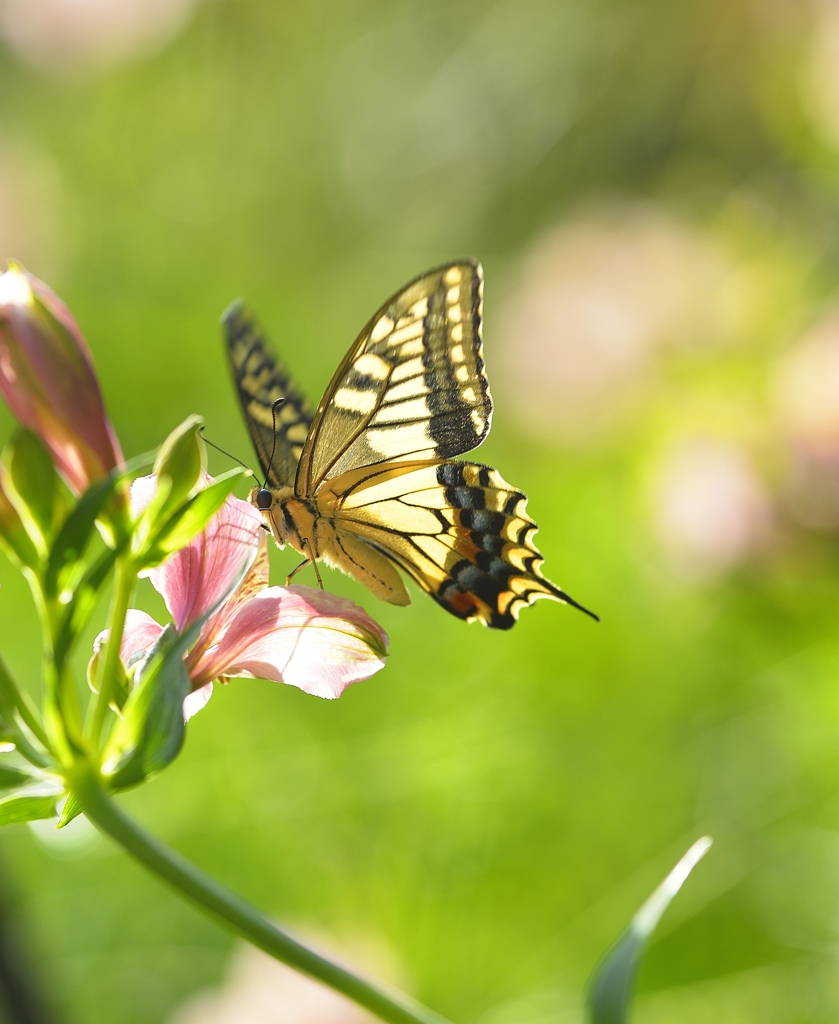 庭に舞い降りたアゲハ蝶