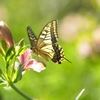 庭に舞い降りたアゲハ蝶