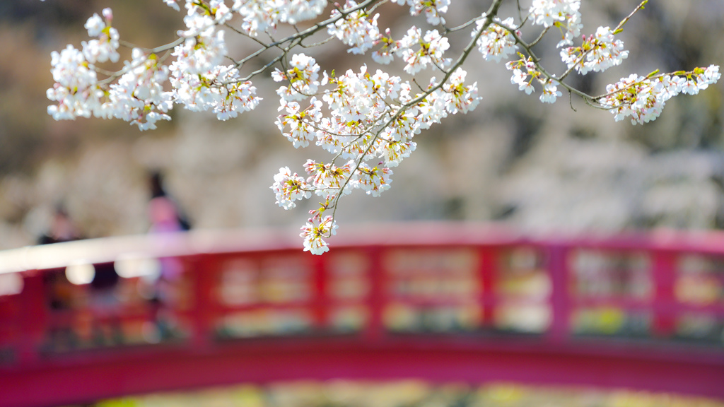 お花見の季節