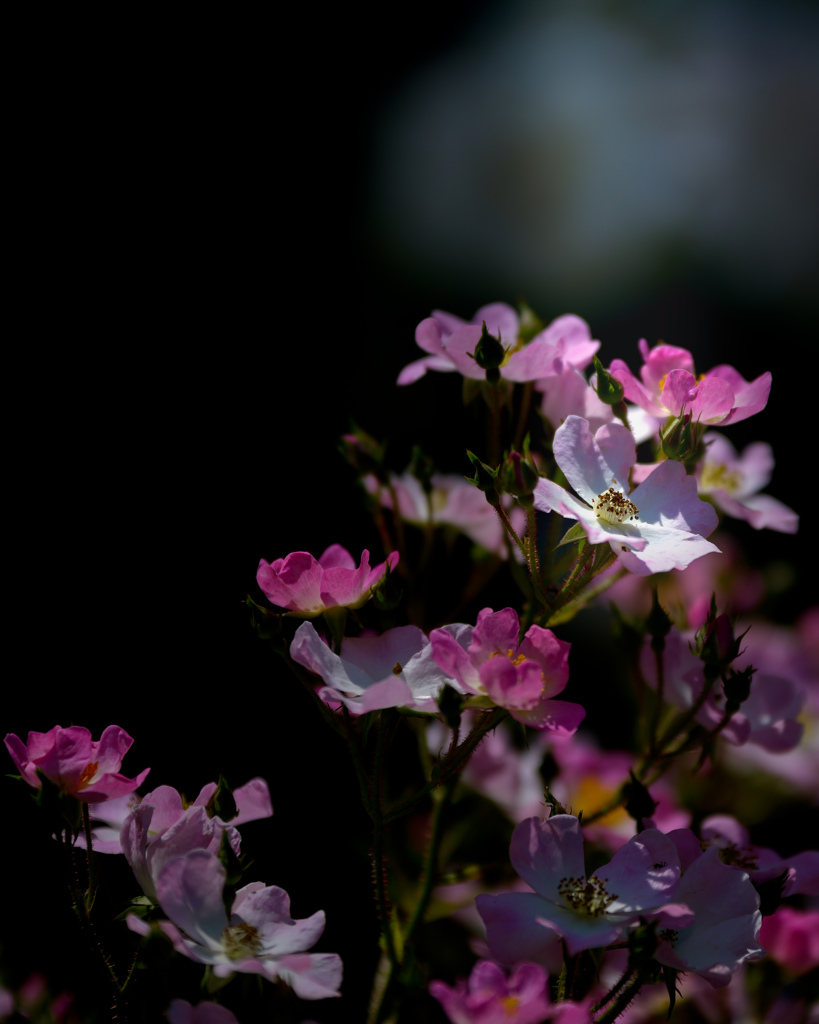 Ballerina rose