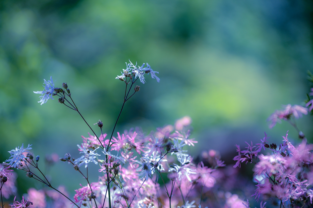 花の季節