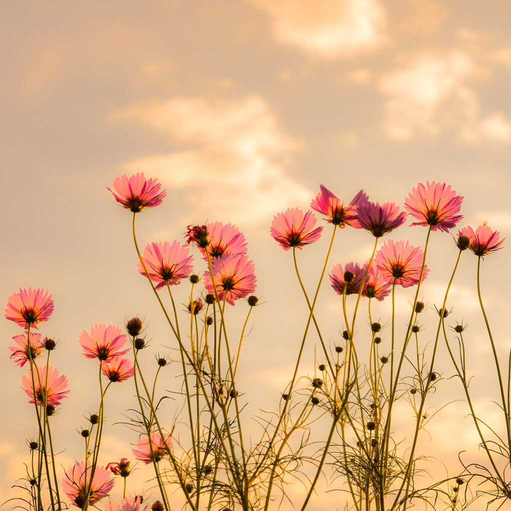 夕暮れ秋桜