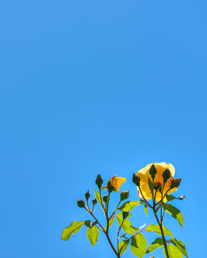 青空と薔薇