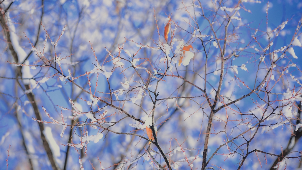 雪の華