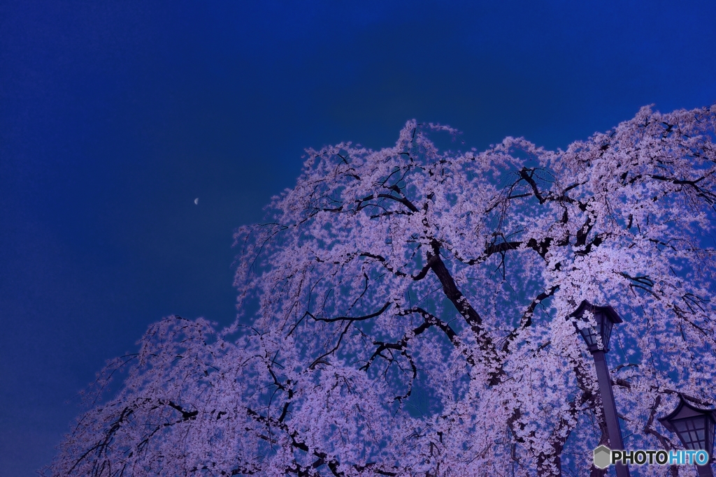夜桜.. 月を添えて