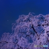 夜桜.. 月を添えて