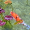 モネの池より