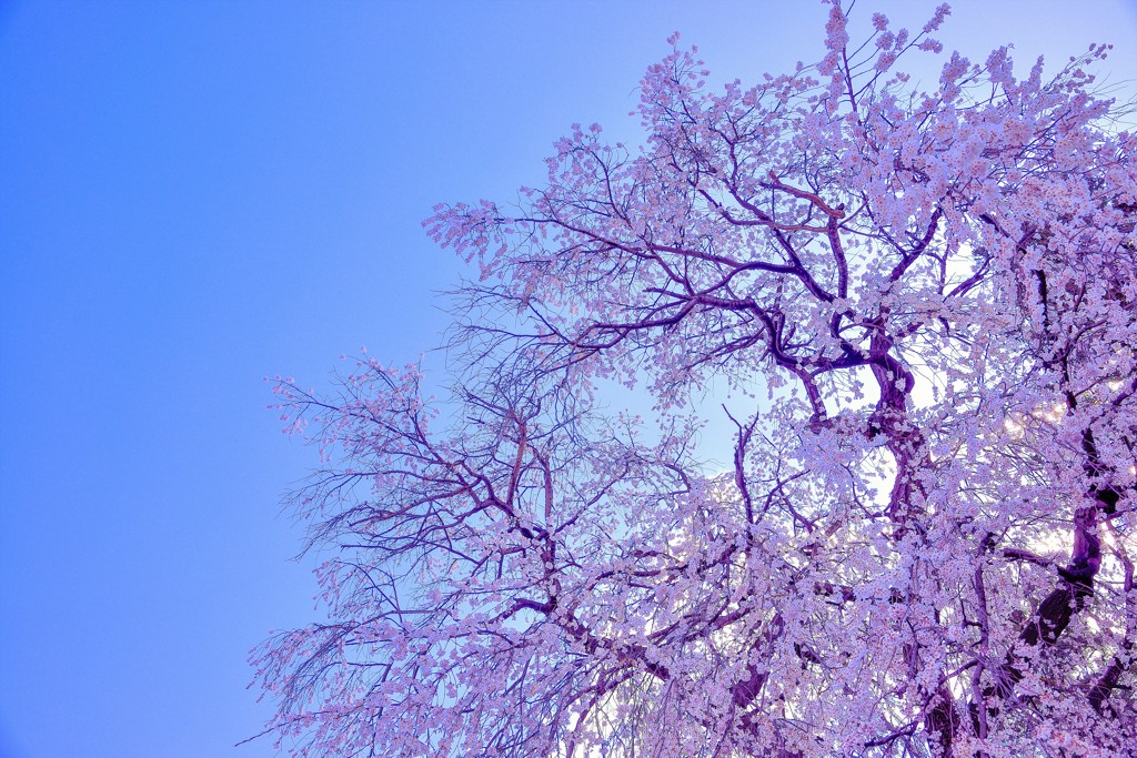 大きな桜の木 By Yoshd Id 写真共有サイト Photohito