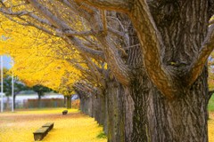 更埴中央公園の銀杏