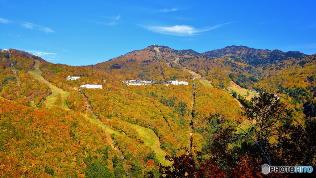 スキー場の紅葉