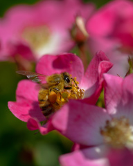ミツバチと薔薇