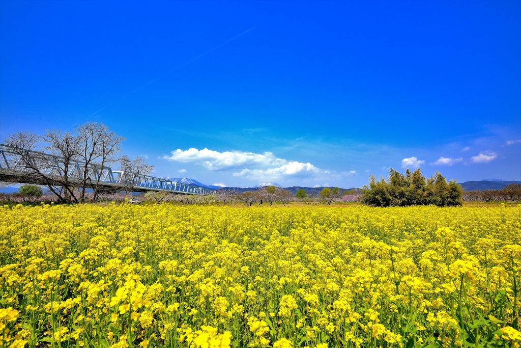 菜の花畑