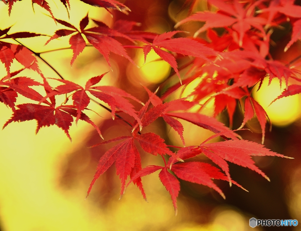 紅く染まる