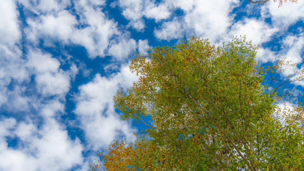 秋の空