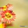 菊と蜜蜂