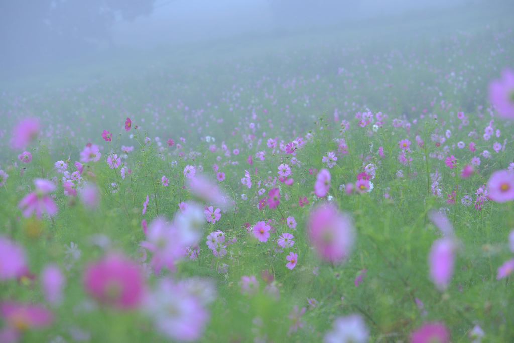 霧のコスモス畑