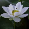 白い蓮の花