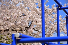 公園の桜