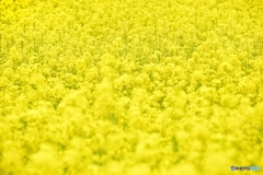 黄色に輝く春