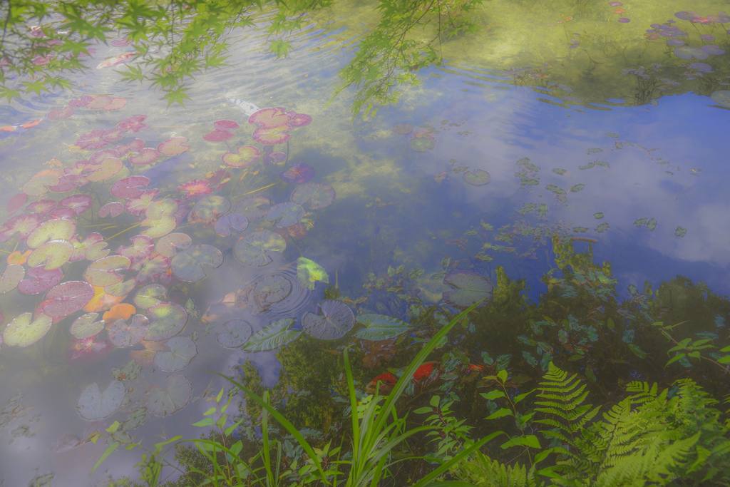 モネの池にて