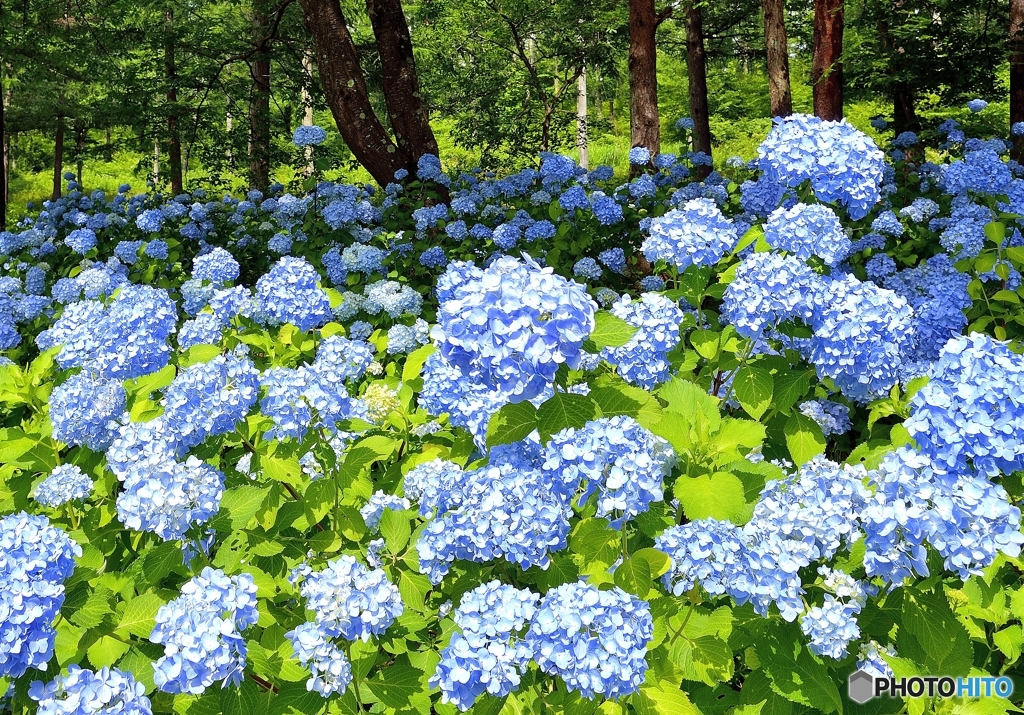 紫陽花