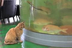 出会い