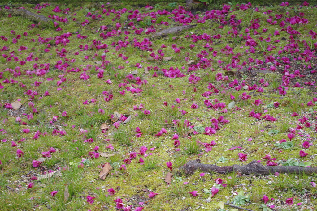 落ち花-庚申寺公園