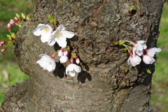 幹に咲く染井吉野
