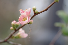 満開木瓜の花