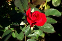 赤薔薇・新しい葉