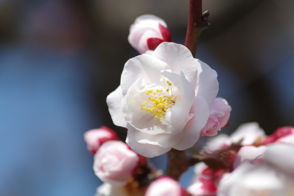 八重咲白梅 花と蕾