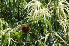 栗の花-長居植物園