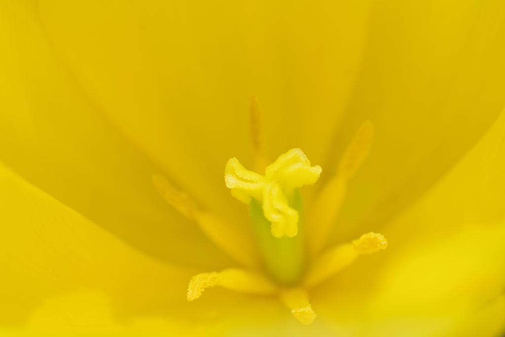雌雄蕊(シユウシベ)