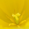 雌雄蕊(シユウシベ)
